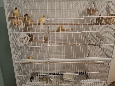 grande cage avec 9 canaris 180 79460 Magn�