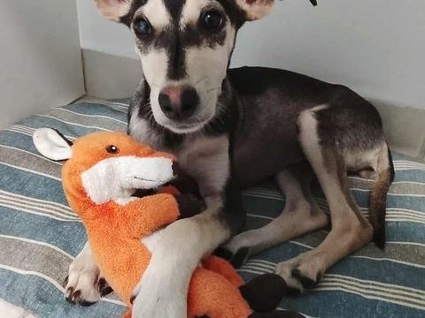 Orla, femelle X berger née le 01/08/2025 300 62000 Arras