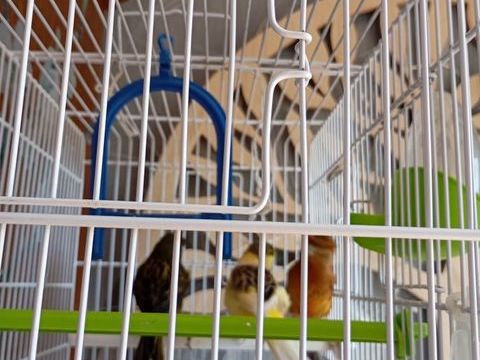 canari male 19 59590 Raismes