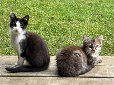Chatons &agrave; donner - vaccin&eacute;s et puc&eacute;s - m&acirc;le ou femelle. 0 89150 Saint-valérien