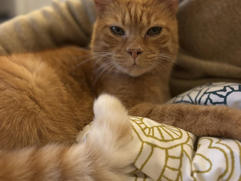 Alonso 80 44000 Nantes