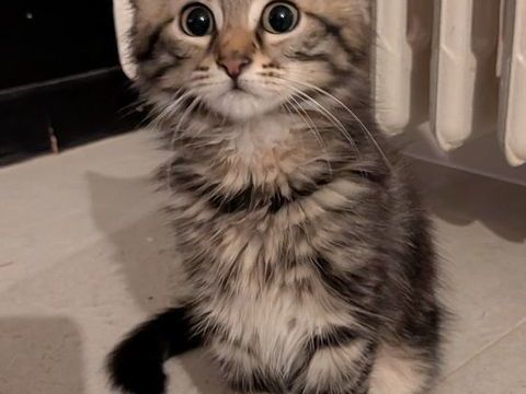 Chaton femelle 3 mois 0 78300 Poissy