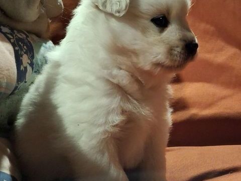 Chiots finnois de Laponie 1500 56330 Pluvigner