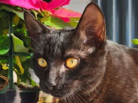 PEPON 230 27620 Gasny