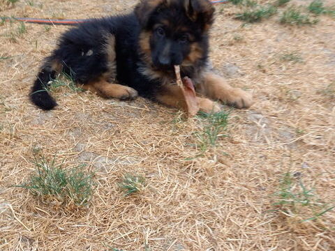 TRES BEAUX CHIOTS BERGERS ALLEMAND A POILS LONGS.LOF 1400 01560 Saint-trivier-de-courtes