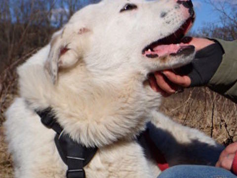 Ourse &agrave; l'adoption 320 84000 Avignon