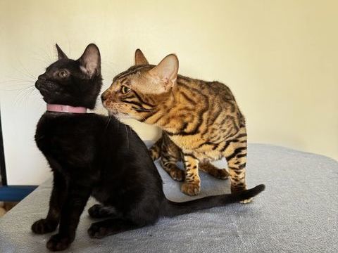 CHATON BENGAL inscrit au LOOF p&egrave;re CHAMPION INTERNATIONNAL 1300 91550 Paray-vieille-poste