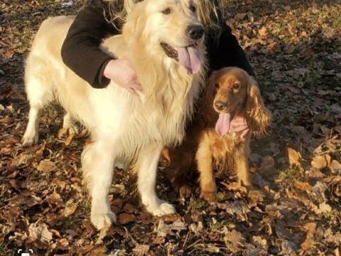 Superbe Golden Retriever disponible pour Saillie
0 59610 Fourmies