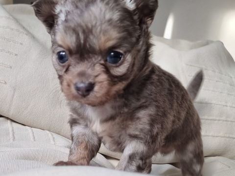 A r&eacute;server chiots m&acirc;les chihuahua 1100 17000 La rochelle