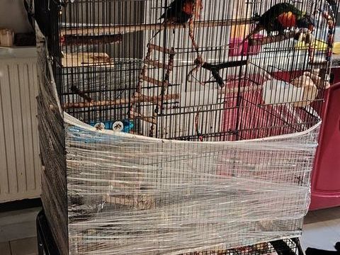 2 perroquet loriquet 400 59200 Tourcoing