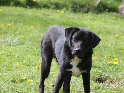 BONZO crois&eacute; border collie n&eacute; le 09/07/2025 250 29530 Landeleau