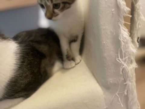 Serge 190 59000 Lille