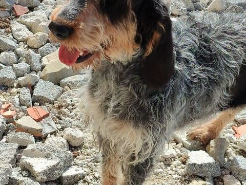 Rose, montagne d amour, Griffon x Bleu de Gascogne 300 06460 Saint-vallier-de-thiey