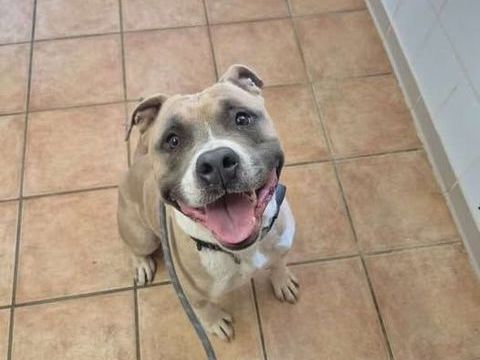 Chien TYRON à l adoption 210 13001 Marseille