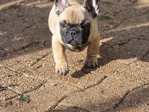 Magnifiques chiots Bouledogue fran&ccedil;ais 480 95100 Argenteuil