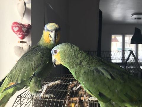 À vendre deux perroquets Amazon à front bleu
1500 73250 Saint-pierre-d'albigny