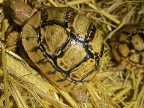 Tortue pardalis somalica/ &Eacute;thiopie g&eacute;ante 350 30000 N�mes