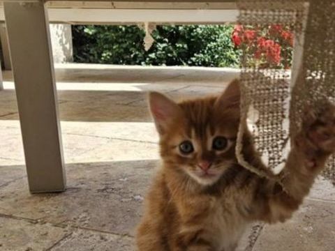 Chaton type europ&eacute;en 0 13870 Rognonas