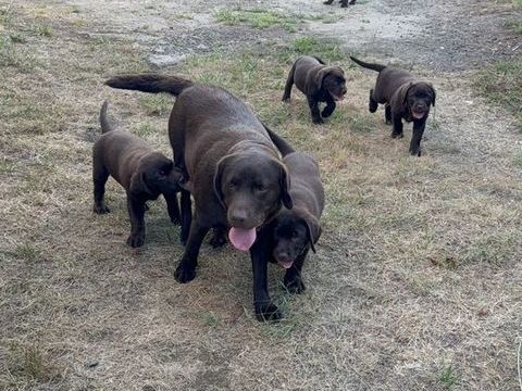 Adorables labrador chocolat de 2 mois 1200 40180 Narrosse