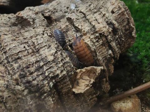 Cloportes porcellios scaber lava 0 69007 Lyon