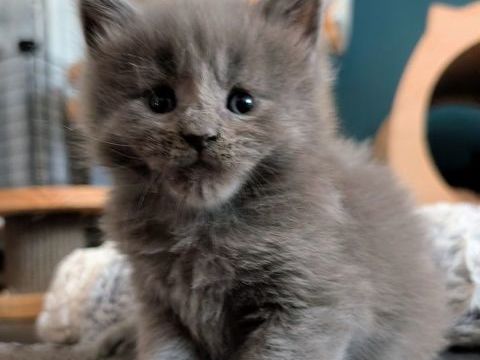 Adorable femelle Maine Coon Loof 1100 36310 Beaulieu