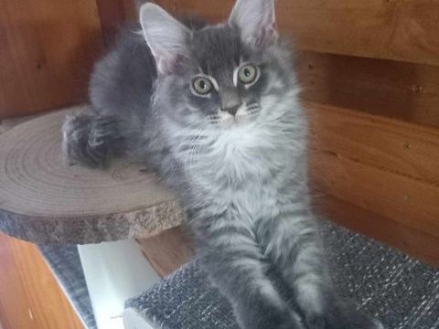 chatons maine coon 1100 62400 Bthune
