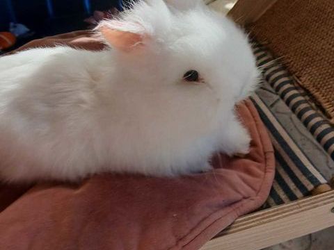 Lapin teddy angora 50 83200 Le revest-les-eaux