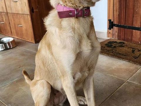 Suzie la belle et douce louloute 350 28000 Chartres