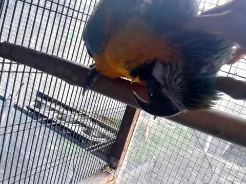 Ara ararauna 1000 62200 Boulogne-sur-mer