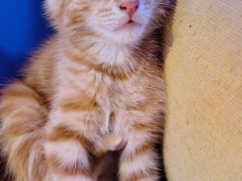 Chaton roux et blanc 0 12340 Bozouls