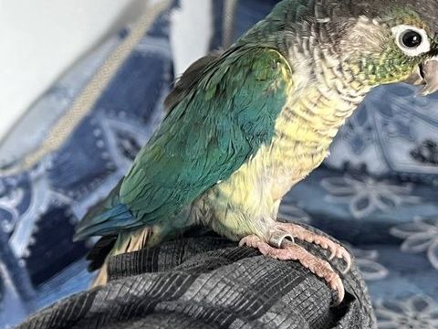 Conure eam 140 67310 Wasselonne