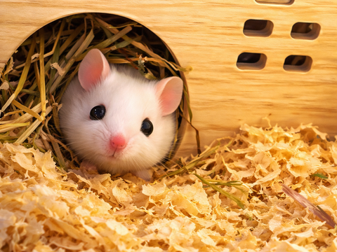 Donne souris m&acirc;les domestiques 0 68170 Rixheim