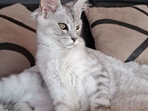 Chatons Maine coon loof 1200 44810 H�ric