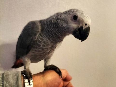 &Eacute;leveur capacitaire perroquet gris du gabon mal  au 1200 29820 Guilers