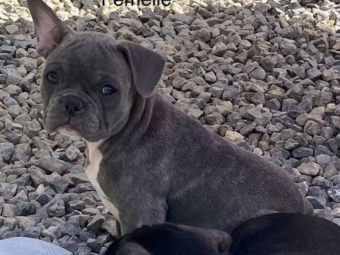 Magnifique chiot bouledogue fran&ccedil;ais ancien type 1800 34310 Quarante