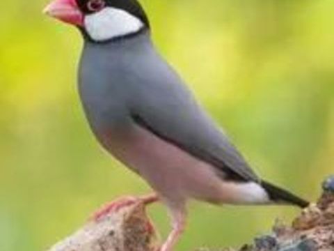 PADDAS DE JAVA 100 64310 Saint-p�e-sur-nivelle