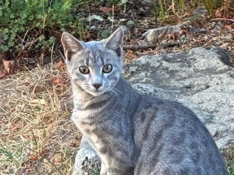 Association place chatons sous contrat 130 69430 Beaujeu