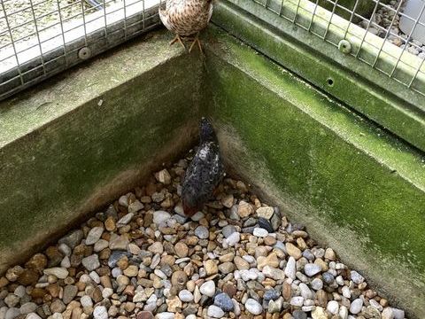 1 couple cailles de chine 17 35520 La chapelle-des-fougeretz