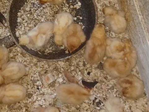 de poussin pondeuses Roux 6 93800 �pinay-sur-seine