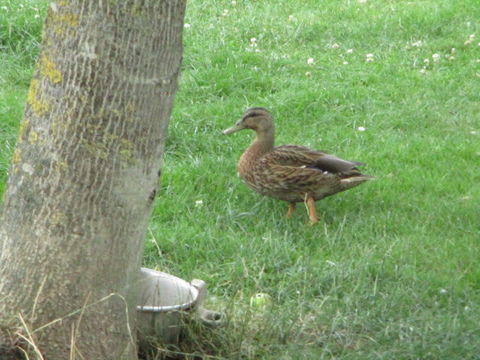 colvert 10 60170 Dreslincourt