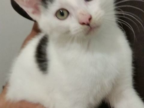 Donnons le chaton m&acirc;le 0 77730 Saâcy-sur-marne
