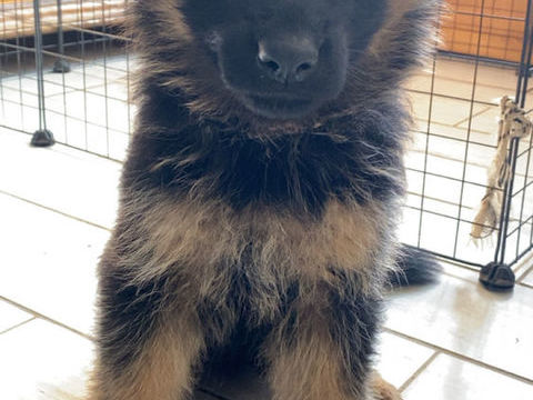 Chiots berger allemand 1500 22150 Gausson