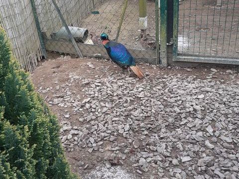 Faisans lophophore resplendissant/argent&eacute;/tragopan temmick 30 14380 Sainte-marie-outre-l'eau