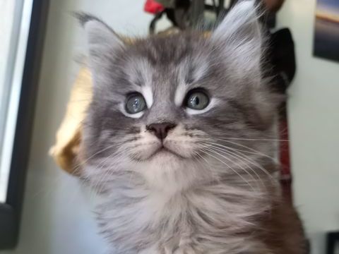 ADORABLE CHATON MAINE COON m&acirc;le 1200 83140 Six-fours-les-plages