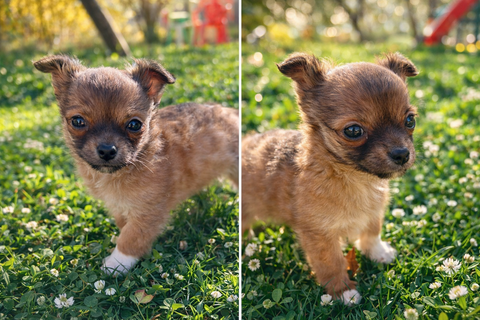 ? Adorable chiot Chihuahua crois&eacute; Pinscher &agrave; r&eacute;server ? 500 05300 Laragne-mont�glin