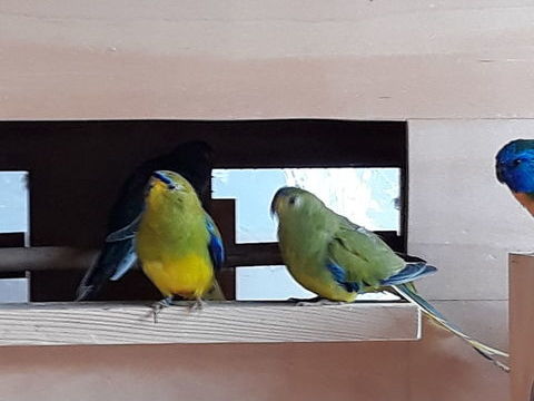 Perruche &eacute;l&eacute;gante lutino 50 74500 Publier