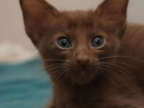 AYLINN bébé mandarin fille LOOF 1800 31270 Cugnaux