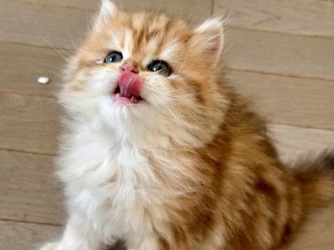 ?? Magnifiques chatons British Longhair & Shorthair LOOF 1350 93200 Saint-denis