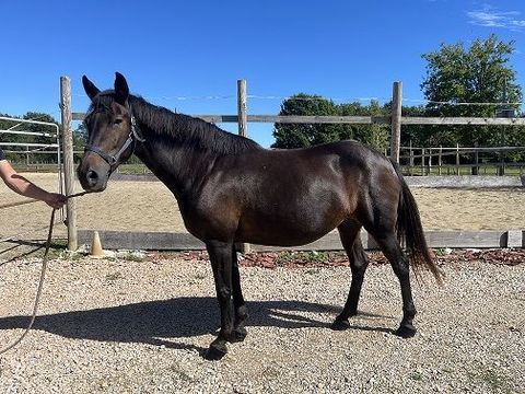 cheval, poulini&egrave;re 1200 71580 Le fay