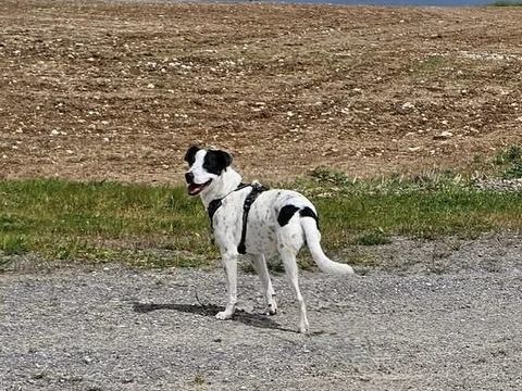 Vador l'adorable petit guerrier tripatte 50 76480 Jumi�ges